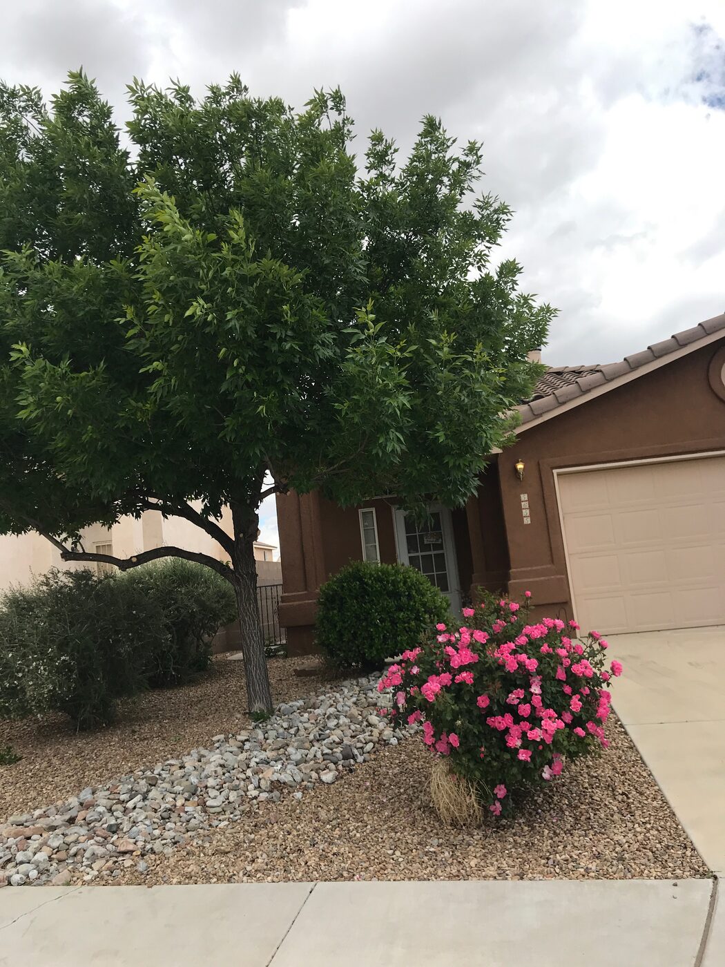 After: front-yard tree neatly trimmed and shaped