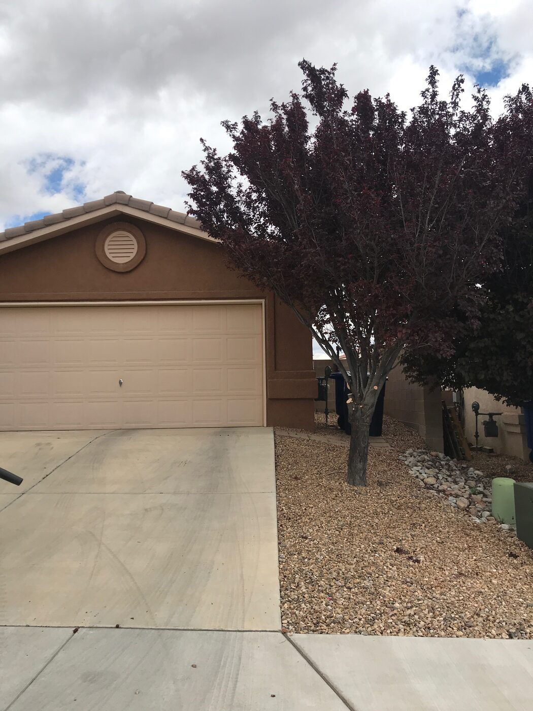 After: ornamental tree cut back and shaped