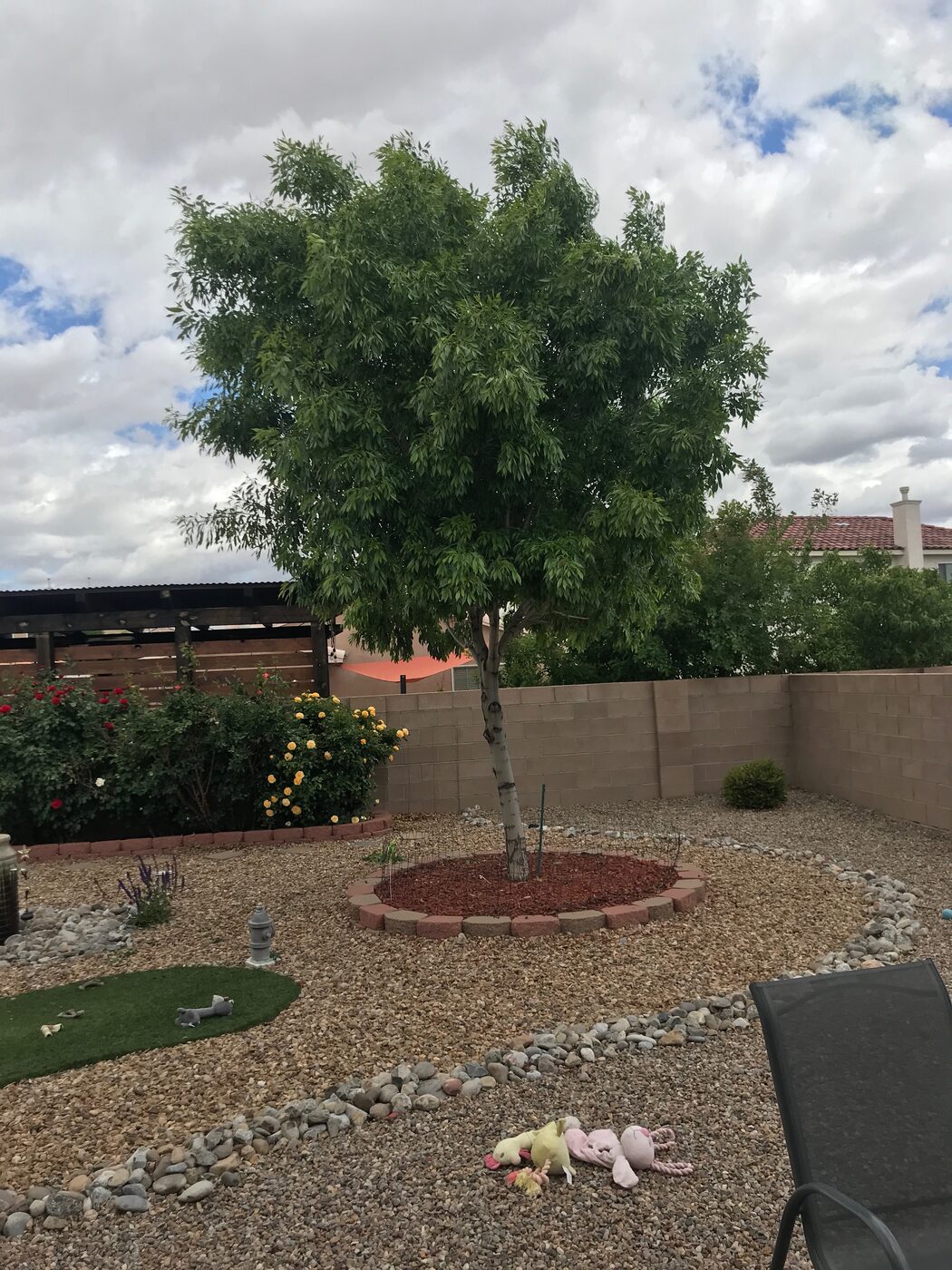 After: tree thinned with a clean mulch ring