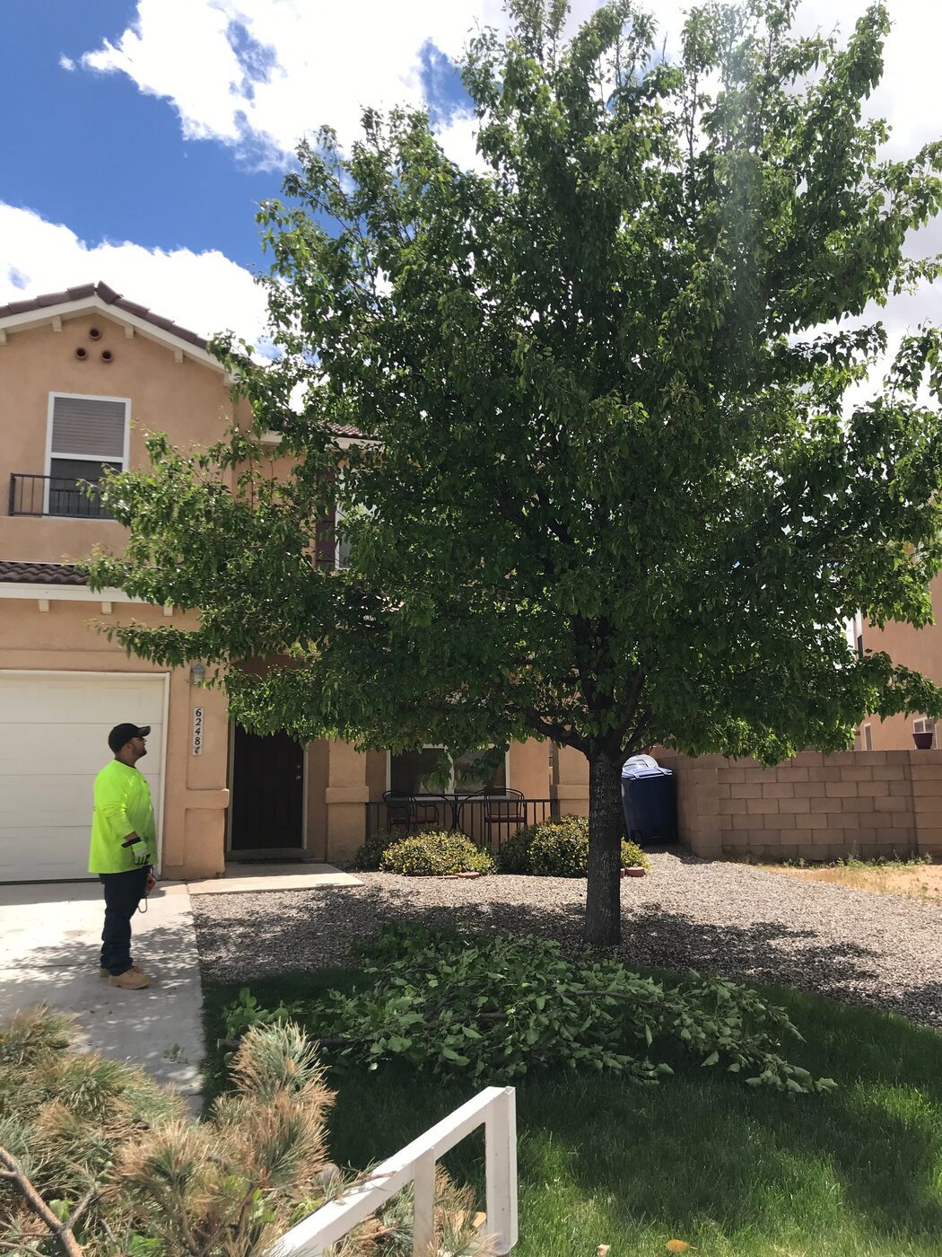 After: front shade tree trimmed and shaped