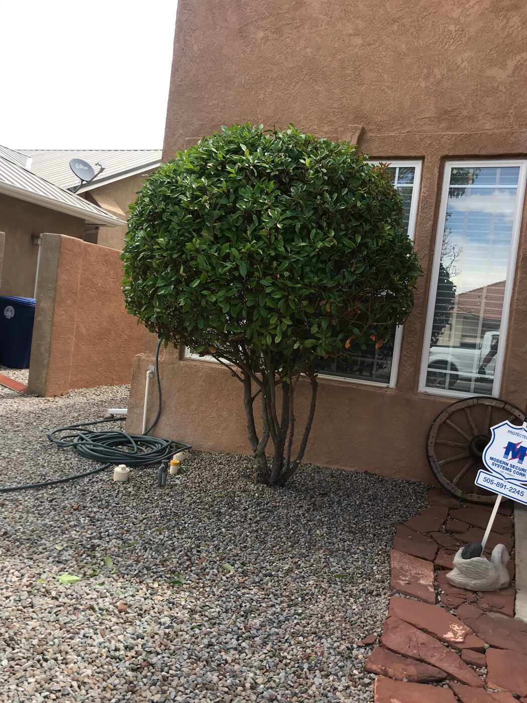After: shrub shaped into a clean rounded form