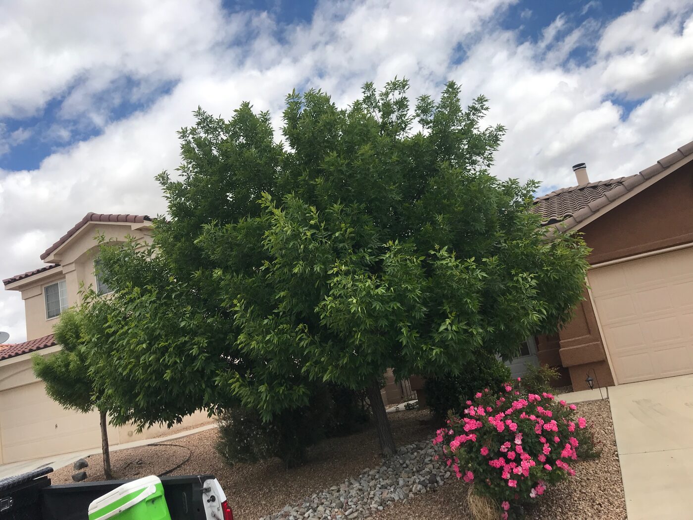 Before: overgrown front-yard tree