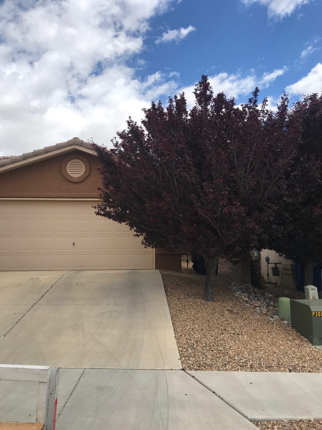 Before: bushy, overgrown ornamental tree