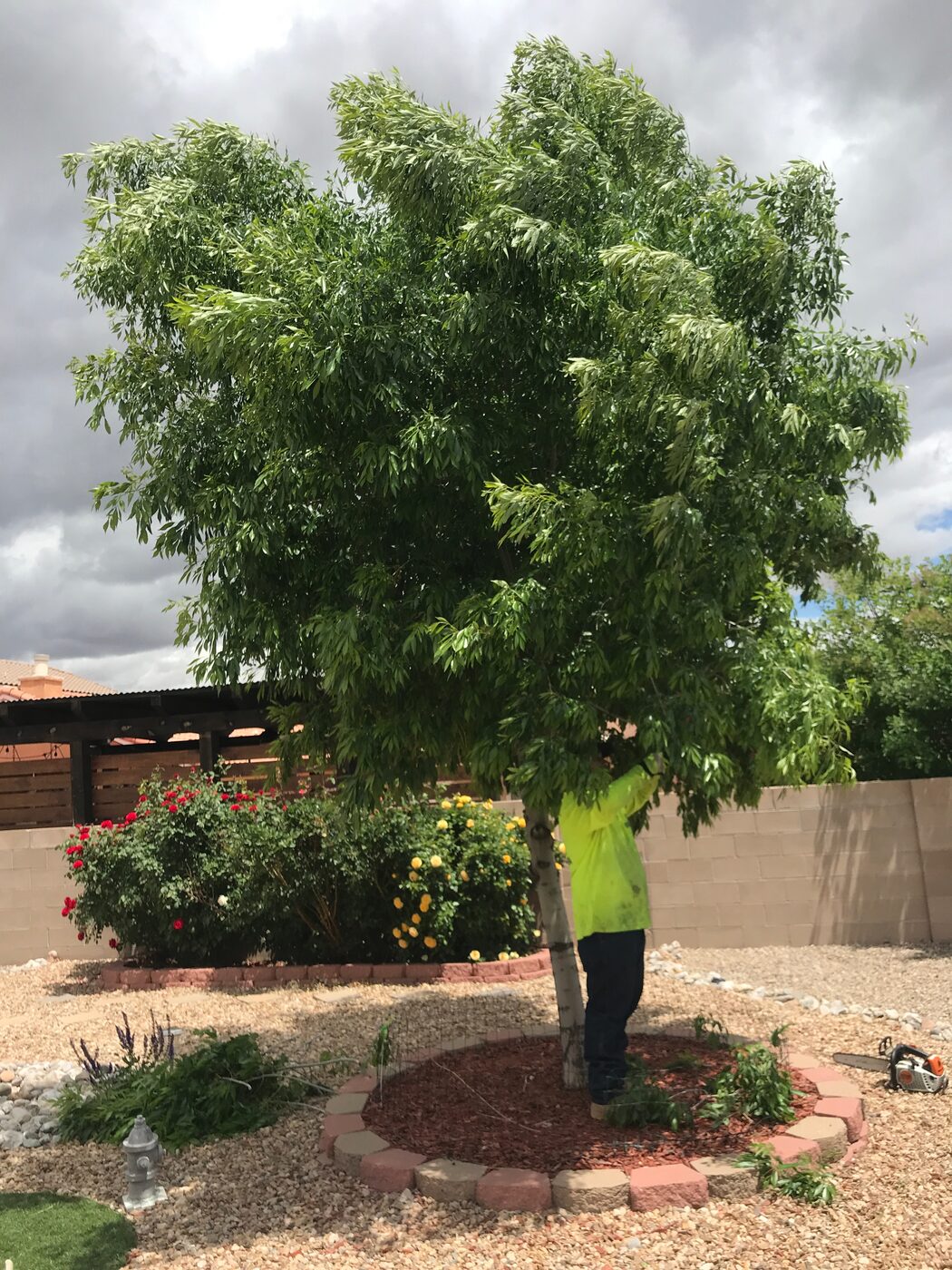 Before: dense, overgrown tree