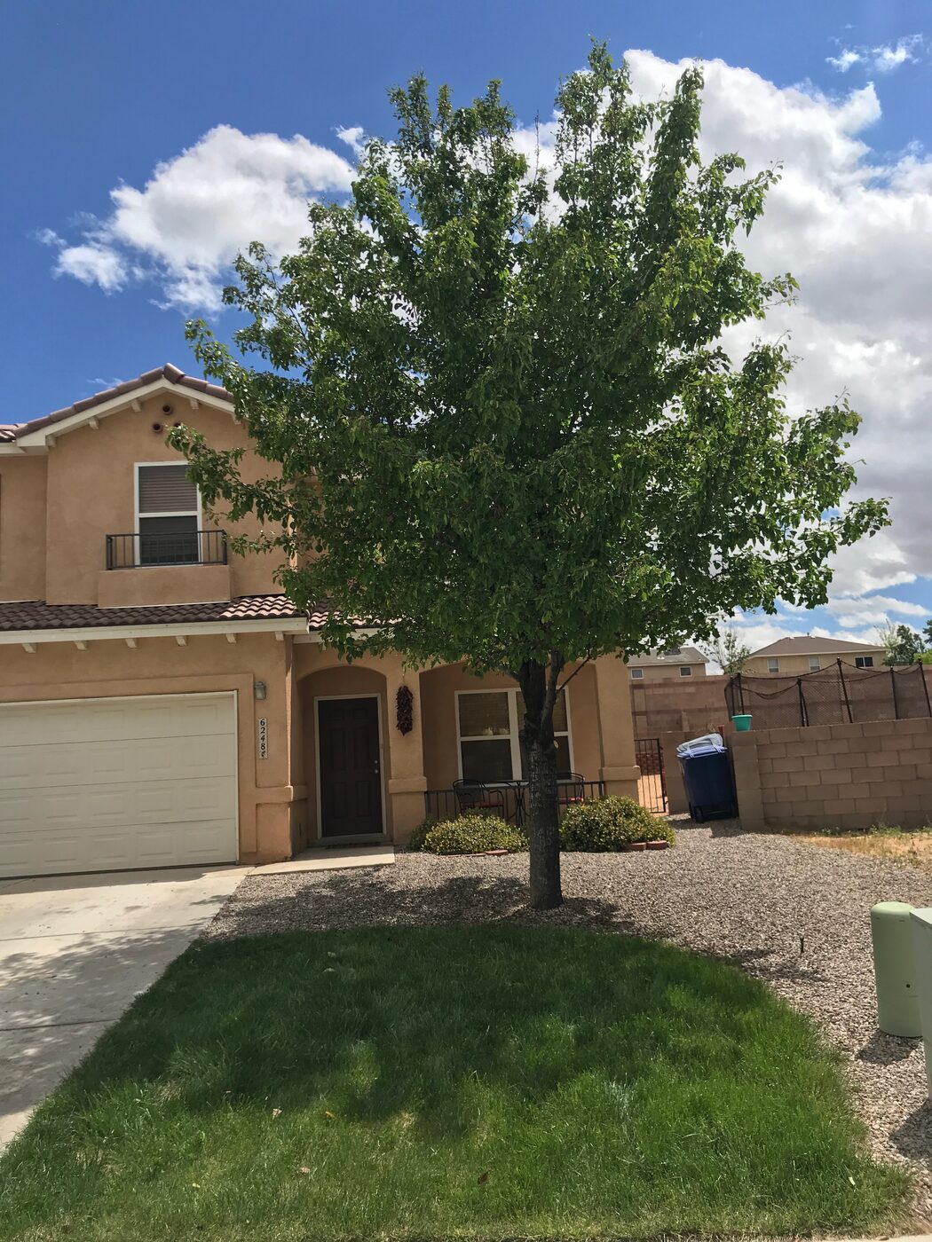 Before: full, overgrown front shade tree
