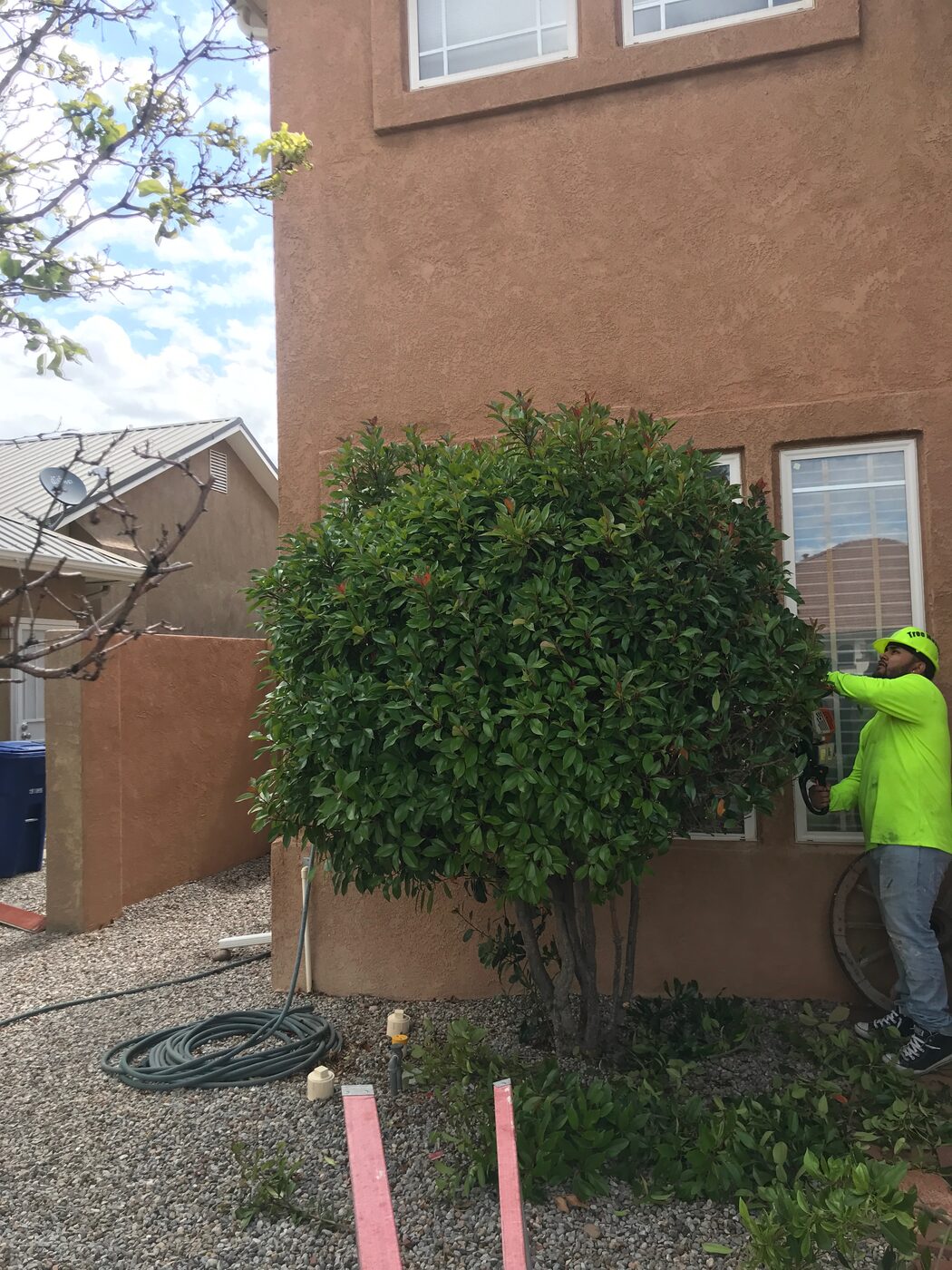 Before: overgrown shrub against the house